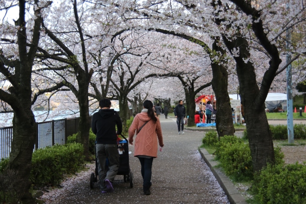Cherry blossom tunnel in Osaka